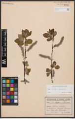 Salix aurita L. x Salix silesiaca Willd.